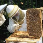 P_VOLUNTEERS14_beekeeping