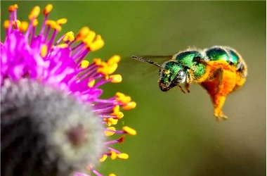 Native Pollinator Lecture