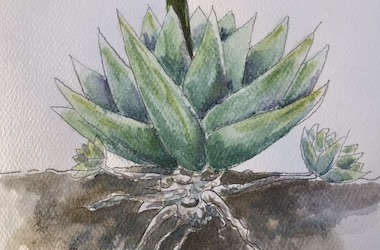 A watercolor painting of an agave plant above and below ground.