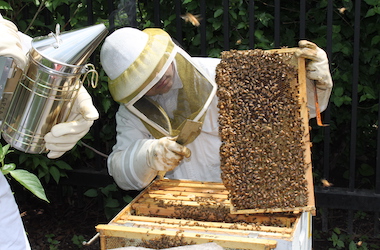 Beekeeper in veil looking at a frame of bees