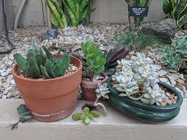 3 succulents in pots with small cuttings next to them