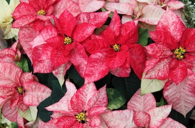 A close up of red and pink spotted poinsettias from the 2019 Winter Flower Show