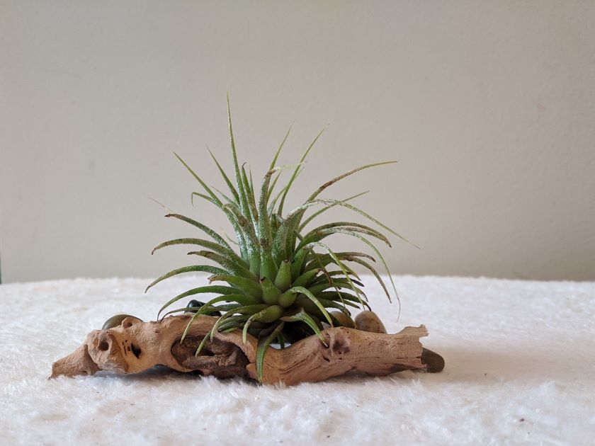 small silvery gray air plant on piece of driftwood