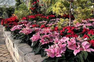 Pink and red poinsettia flowers with conifers in the background