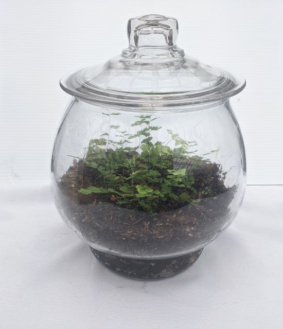 Small plants in a clear glass jar with a lid