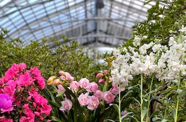 Pink and white flowers with greenery and glass ceiling in the background.
