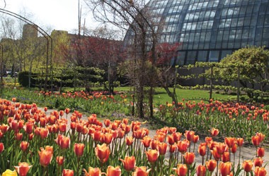 Tulips in Monet Garden