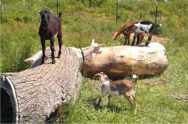 Goats on a Log at Garfield Park Conservatory