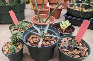 Assortment of plants in pots on greenhouse bench.