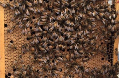 2018 Bee Forum Bee Close Up