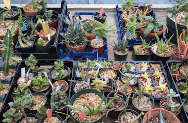 Annual Plant Sale Plant Samples
