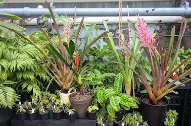 Plants for the pop up sale