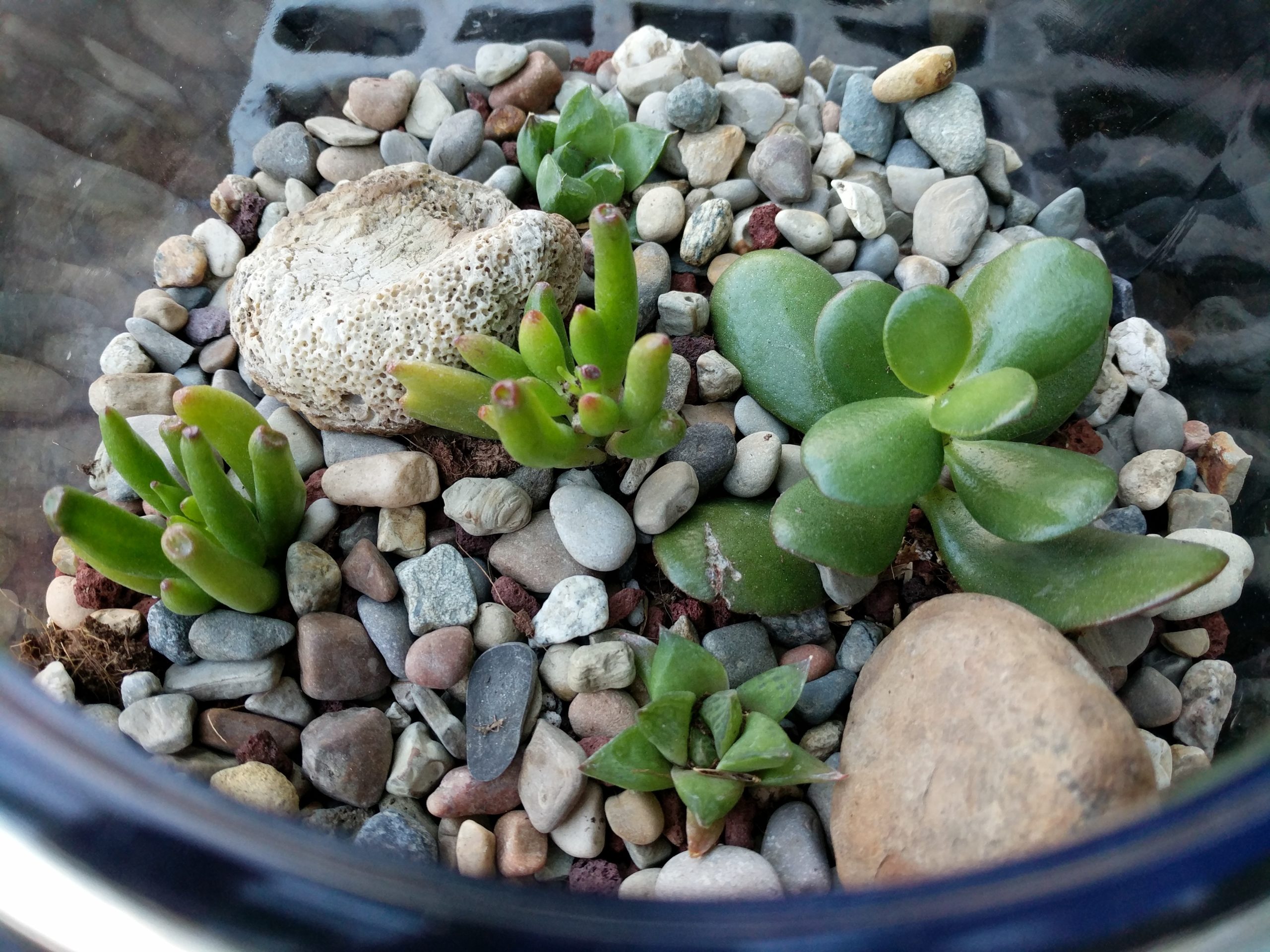 Close-up of succulent terrarium plants and rocks