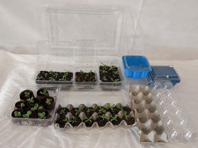 Clear plastic containers and paper packing material assembled as micro greenhouses.