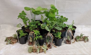 Small to medium size green potted plants advertising our Spring Plant Sale, which starts March 26.