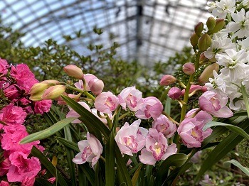 Pink orchids in front of greenery and glass ceiling