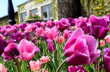Purple tulips in the foreground with Conservatory entrance in the background