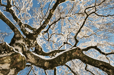 A photo of a tree in winter time. There are no leaves on the tree and the branches have ice on them.