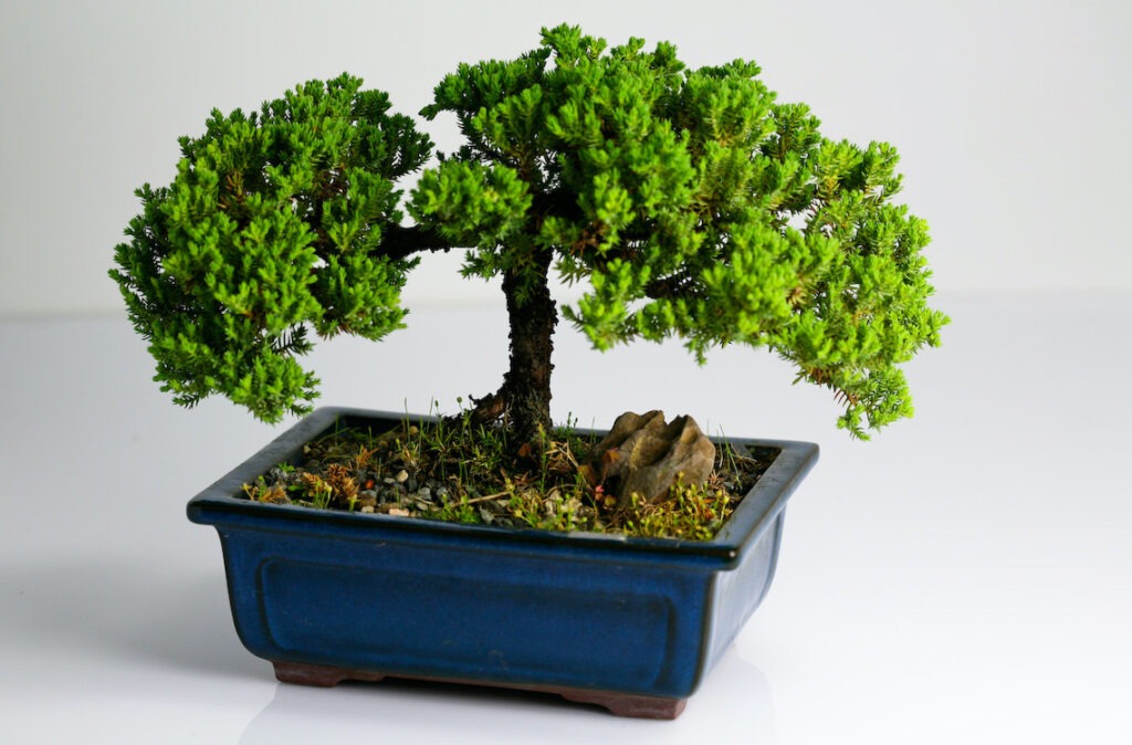 Small bonsai tree in blue pot with white background