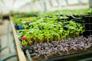Seedlings in trays on a Greenhouse Bench