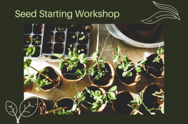 Top down image of seedlings and seed tray with text Seed Starting Workshop