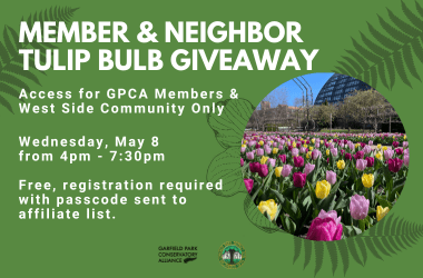 Member & Neighbor Tulip Bulb Giveaway for GPCA Members and West Side Community Members. Tulips pictured include a yellow, pastel purple and pinkish purple with the Conservatory greenhouse in the background.