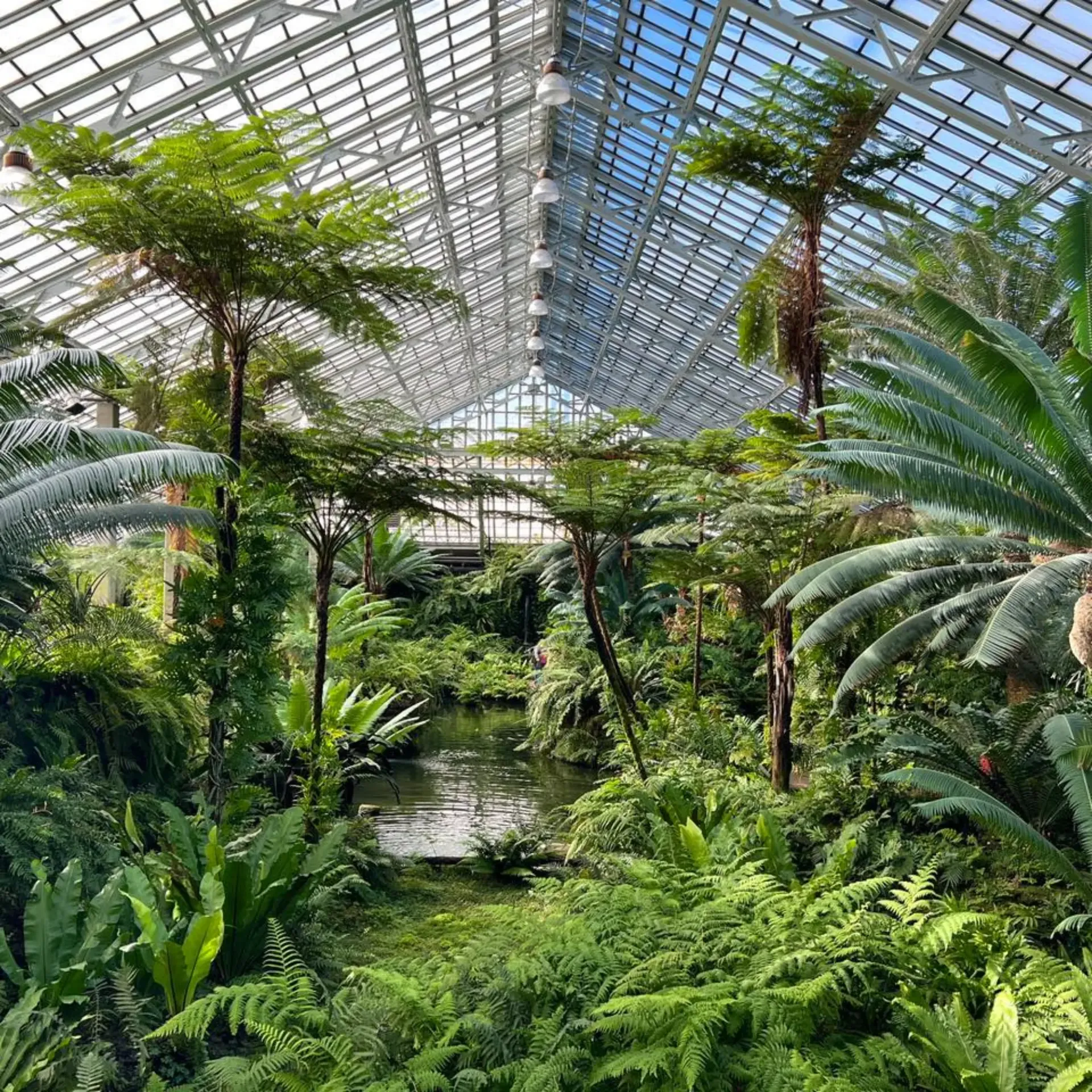 conservatory interior with tree ferns and a serene water feature under a geometric glass ceiling