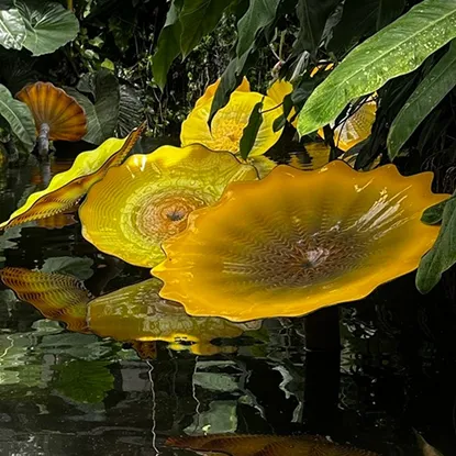 Yellow stained glass water lilies standing in water. Artwork called Persian Lilies by Dale Chihuly