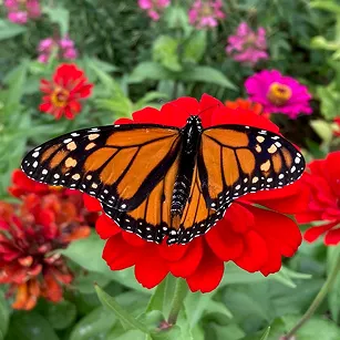 Monarch butterfly