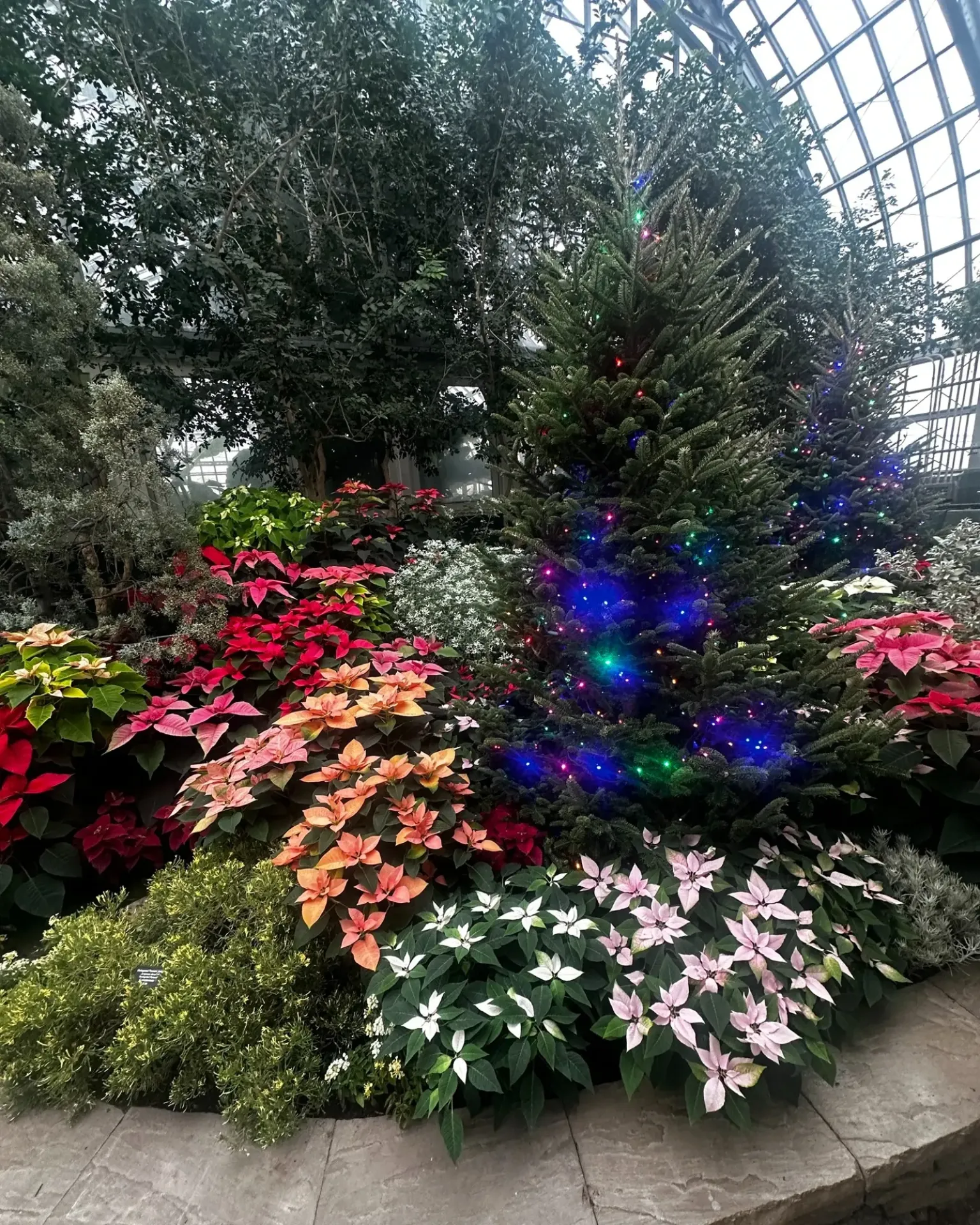 Illuminated evergreen tree decorated with colorful lights surrounded by poinsettias in pink, coral, and white inside a glass conservatory