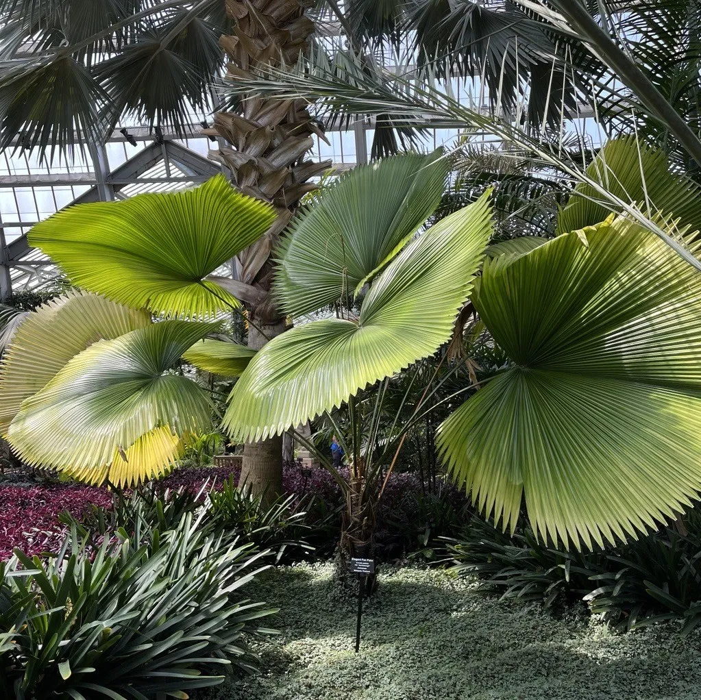 An Elegant Palm Fan