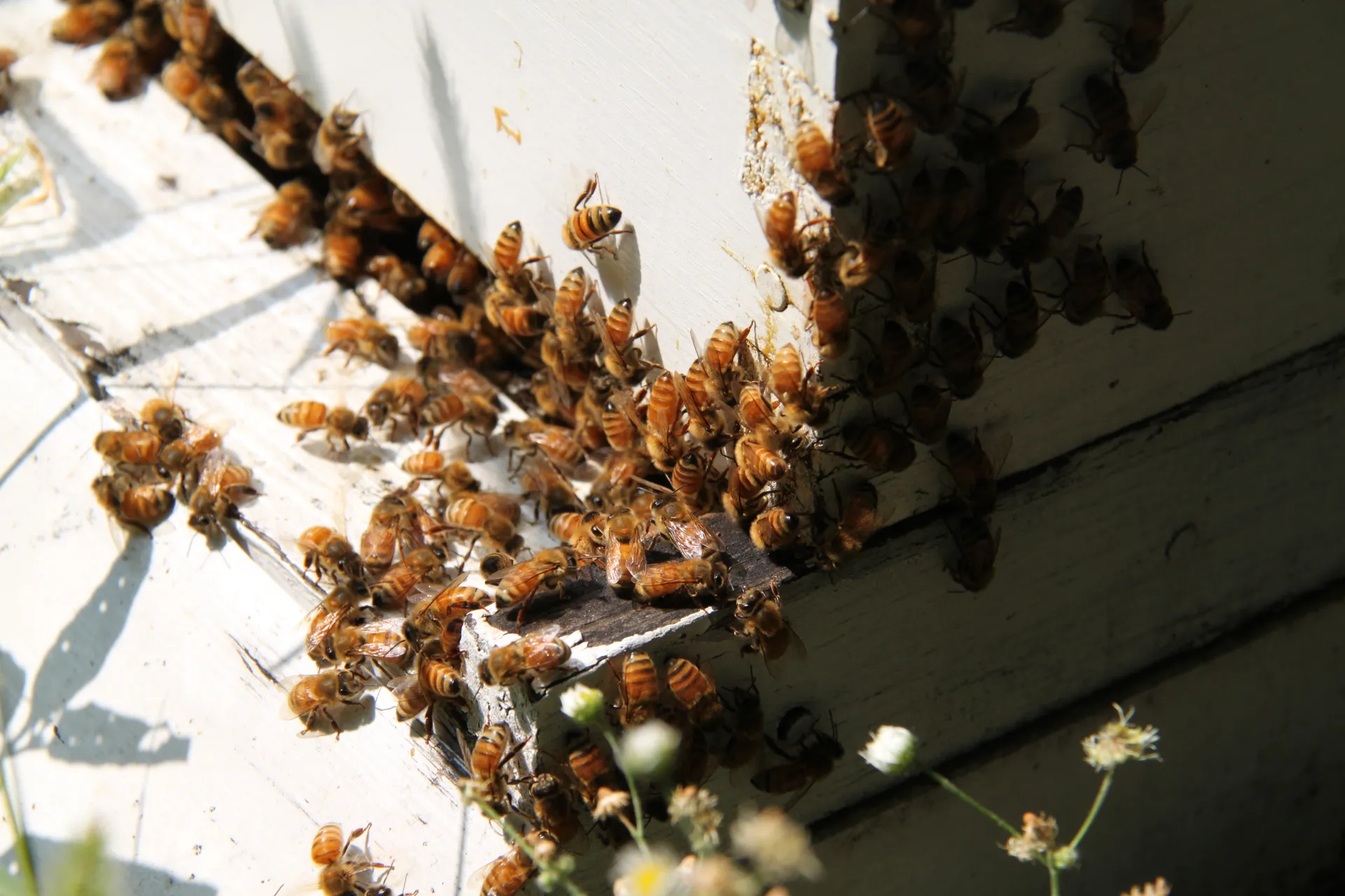 Bees