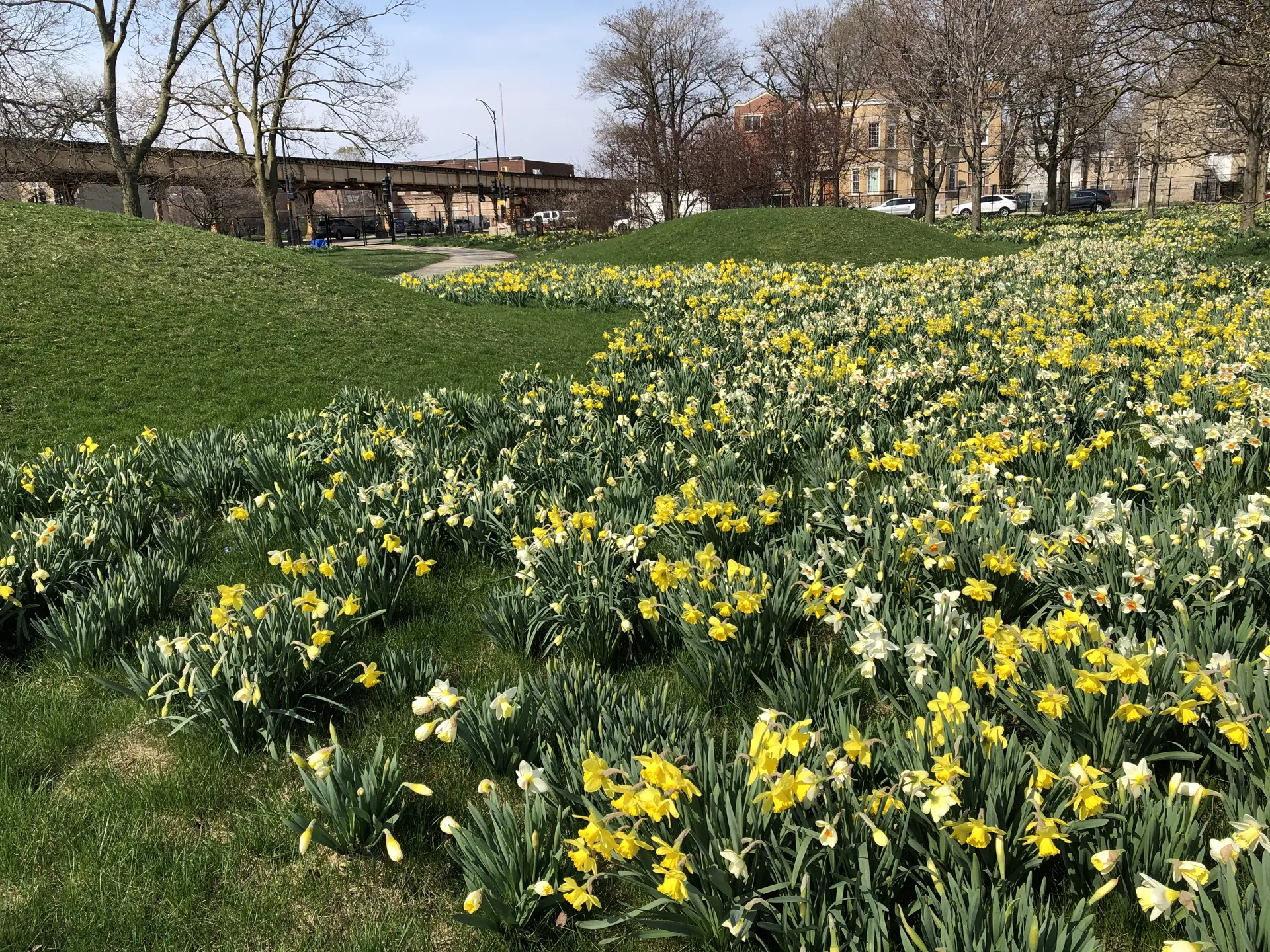 A field of daffodils