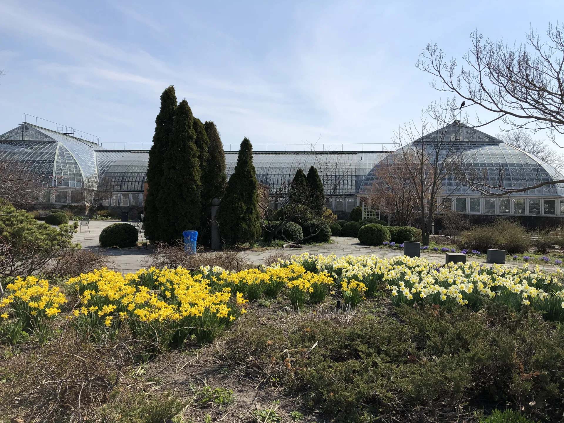 Early spring flowers in the City Garden with the back of the Conservatory in the background
