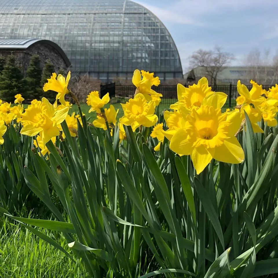 Daffodils with the Conservatory in the background.