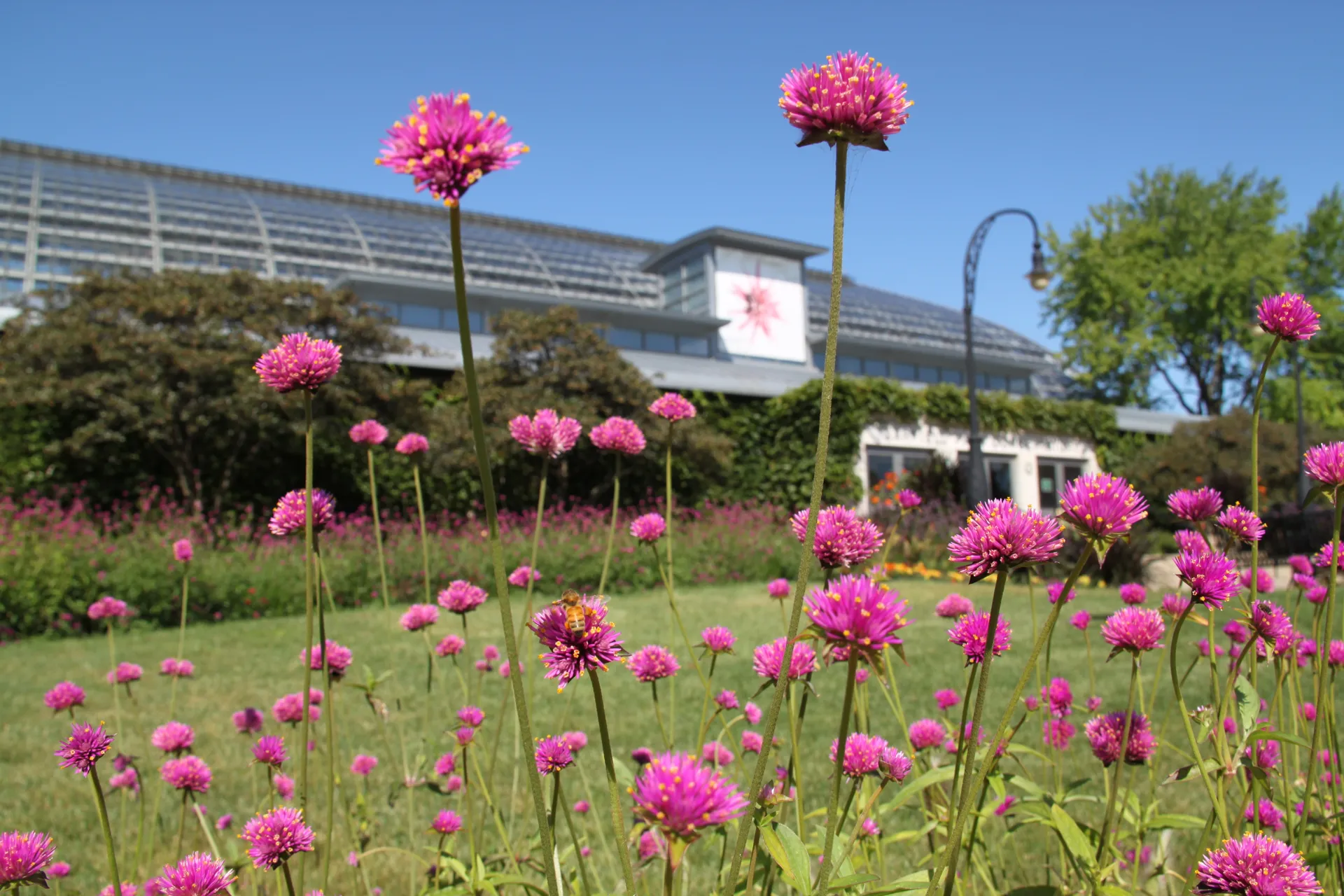 Pink coneflowers with the Conservatory in the backgorund.