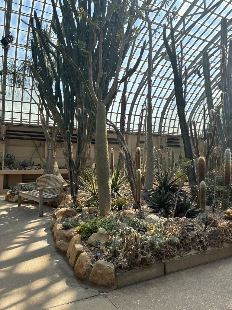Pathway surrounding a raised bed filled with ground level and 15 foot tall desert plants.