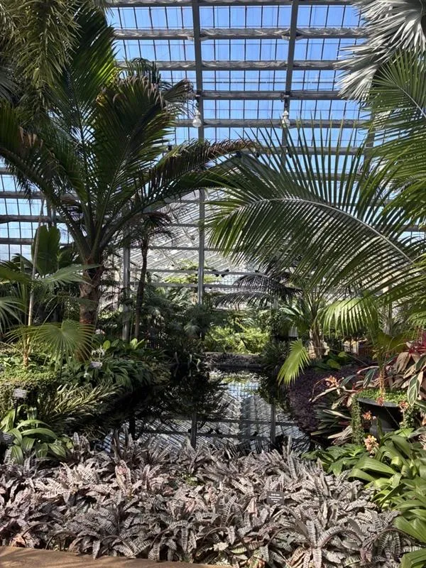 View across the reflecting pool in the Palm House with ground level plants in the foreground and the pond surrounded by large palms.