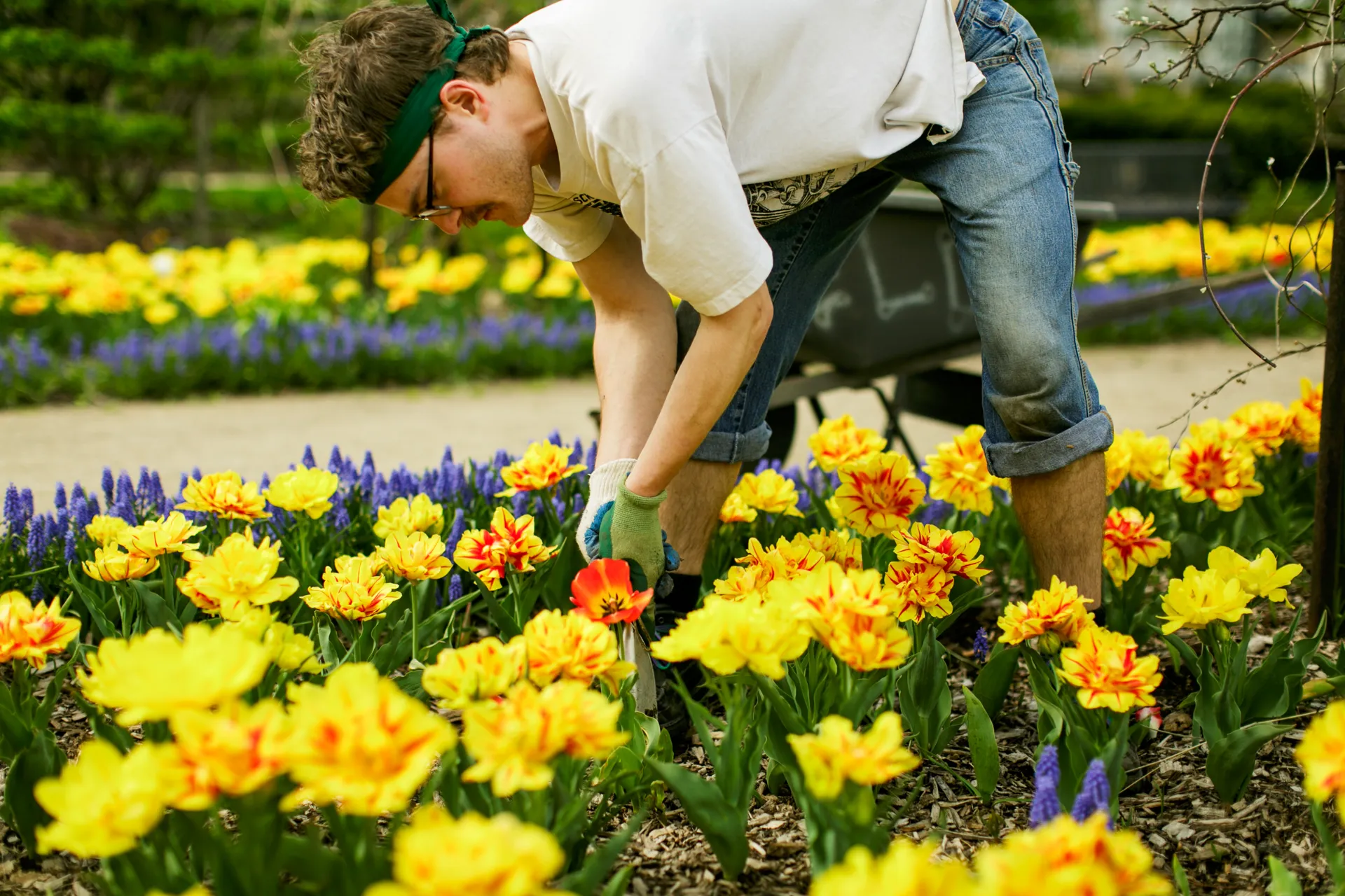 Image depicts a volunteer bent over to tend to bright yellow tulips.