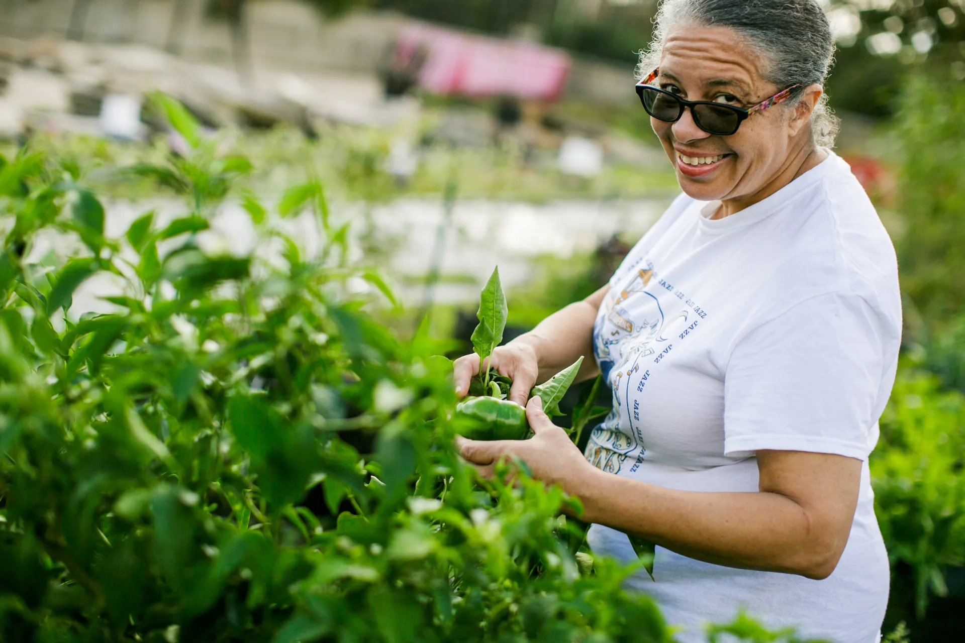Image depicts a smiling volunteer harvesting green peppers in the garden