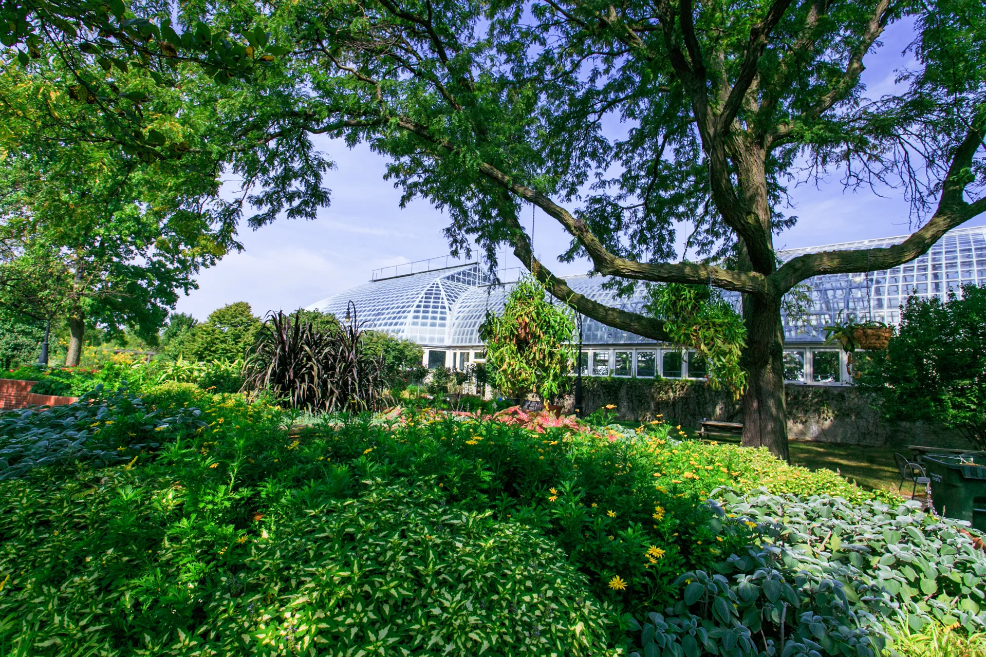The Sensory Garden raised bed full of green plants with a tree providing shared in the background.