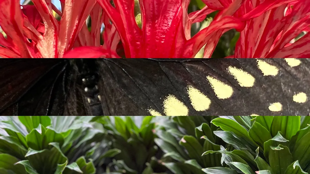 Three combined images to look like three horizontal stripes of green plants, black moth wings and red plants.