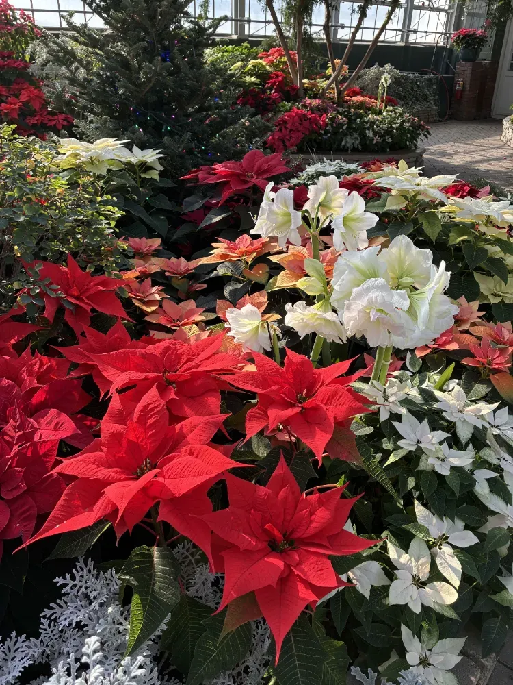 Red poinsettias and white flowers in the winter show