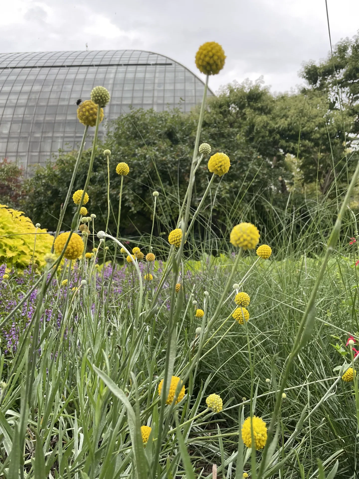 Yellow flowers in the Artists Garden with the Conservatory in the background