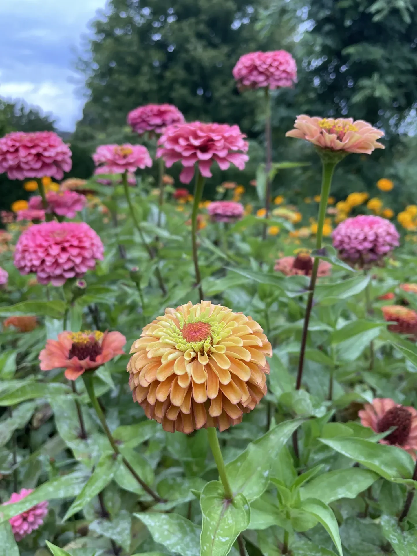 Orange and pink zinnias in the Artists Garden Flower Show