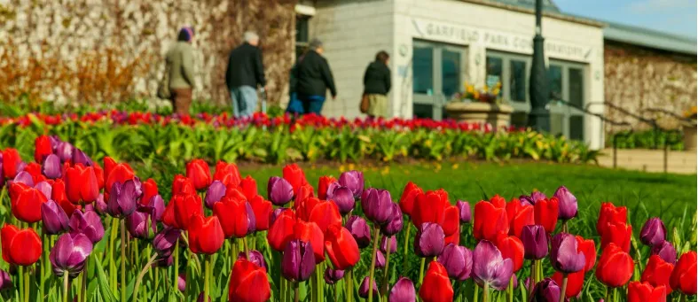 Red and purple tulip flowers with the conservatory entrance in the background