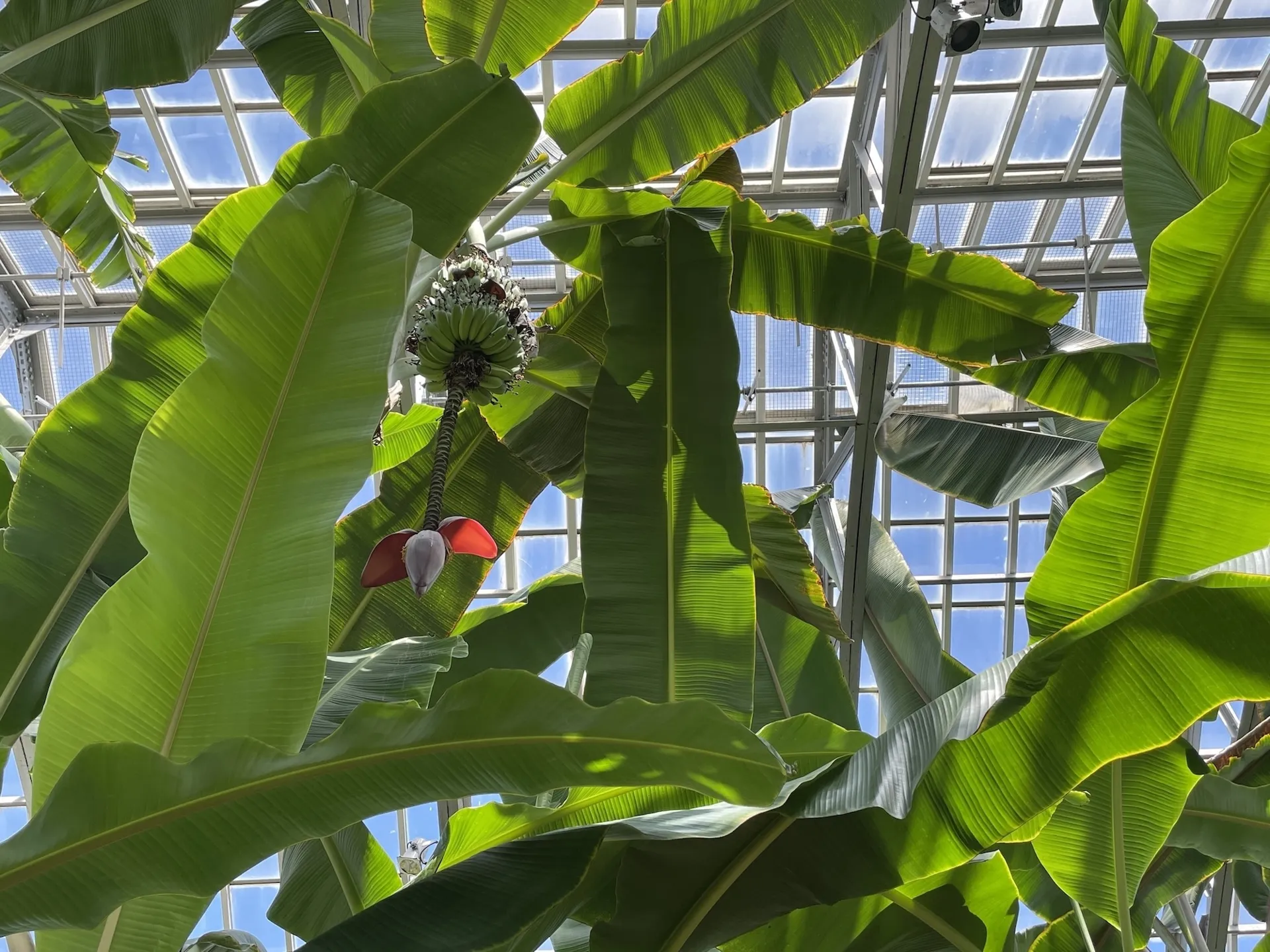 View looking up with large oval banana leaves, a cluster of banana fruits, with the greenhouse roof and blue sky in the background.
