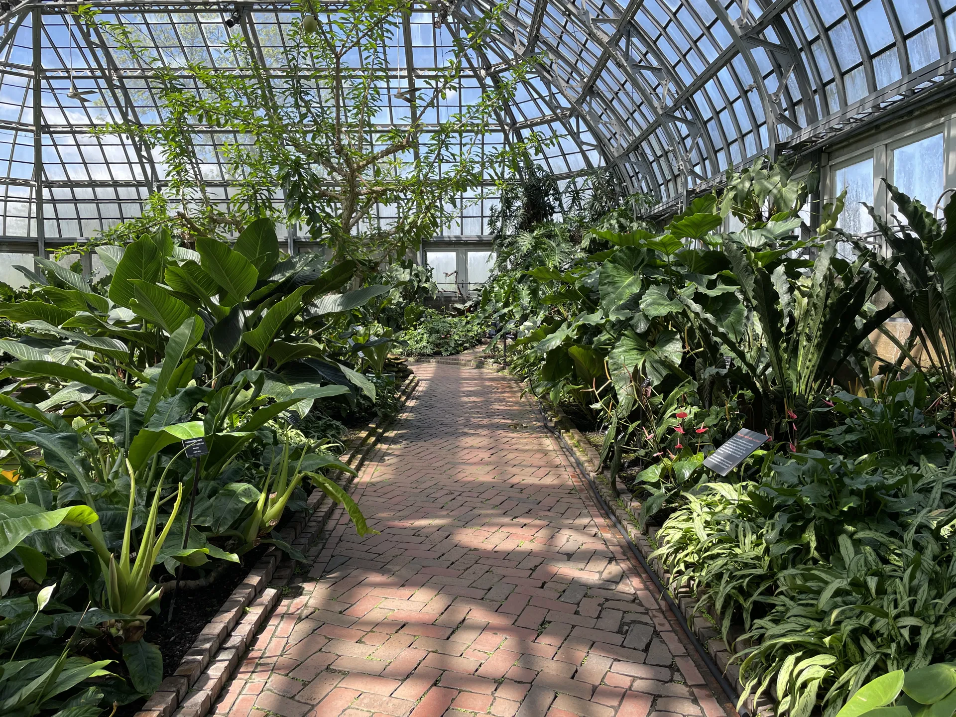 Brick pathway surrounded by Aroids and other houseplants.