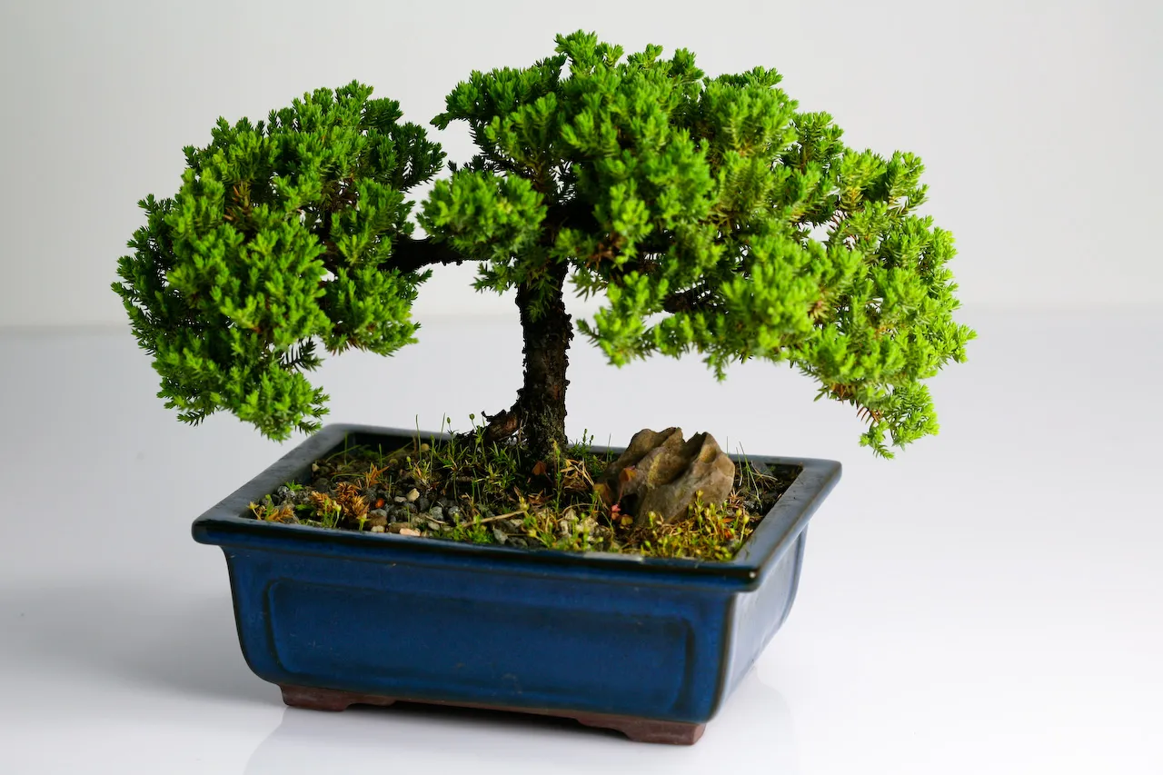Green juniper bonsai tree in a rectangular blue ceramic vase