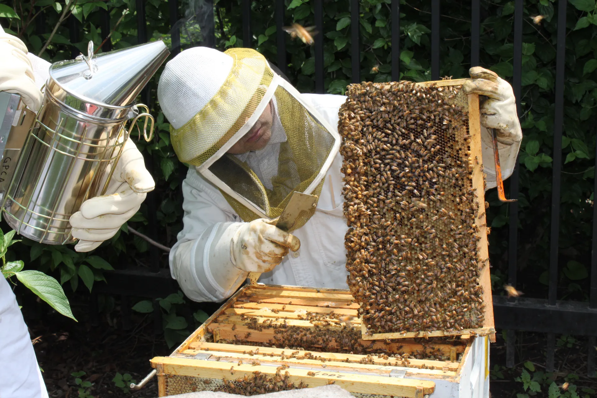Beekeeper in a beekeeping suit, hat, and veil holding a bee hive frame covered in honey bees over a bee hive box. Another beekeepers stands just out of frame holding a metal smoker.